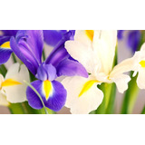 10 Bulbos Flor De Iris Holandica Oferta