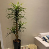 Árvore Artificial Yucca 150cm Planta Permanente Gesso (yuka)