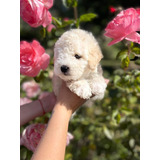 Hermosos Poodle Toy Bebes 