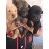 Perros Chow Chow