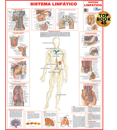 Mapa Corpo Humano Sistema Linfático - 120 X 90cm Gigante