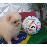 Lulu Da Pomerânia, Spitz Anão Pais No Local Super Lindos 