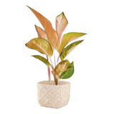 Cachepot Decorativo Em Cimento Para Plantas Naturais - Mart