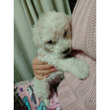 Poodle Toy Bebes Muy Hermosos 