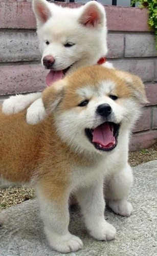 Akita Inu Perfeitos Filhotes