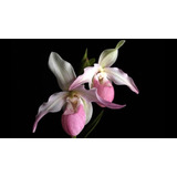 50 Sementes De Orquídea Sapatinho 