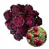 Tooget Fragante Natural Deep Red Rose Florece Oscuro Flores 