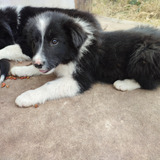 Cachorros Border Collie