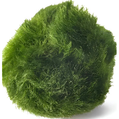 \u002F Marimo Ball Moss De Aproximadamente 2 Cm\u002Flemna Minor . | Meses sin interés
