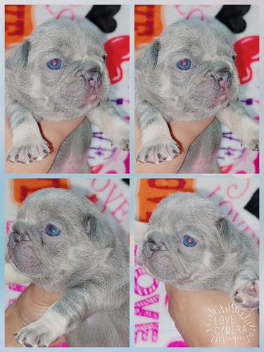 Bulldog Francés Pied Merle Blue