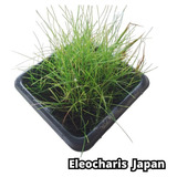 Eleocharis Japan Planta Lowtech Carpete Aquário Nano Plantad