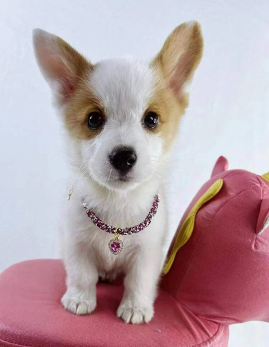 Collar De Lujo Con Colgante De Cristal De Corazón Perro Gato