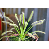 20 Sementes Planta Carnivora Drosera Capensis Alba P/ Muda