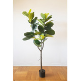 Planta Decorativa Ficus Lyrata