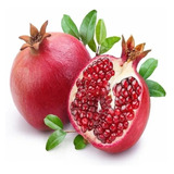 10 Sementes De Romã Gigante Pomegranate Punica Fruta