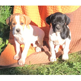 Cachorros Pointer