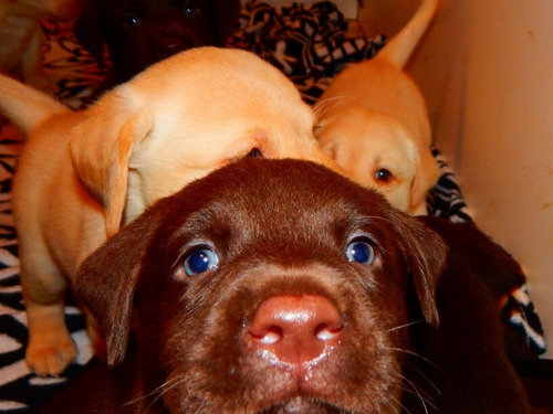 Cachorros Labradores Retrievers