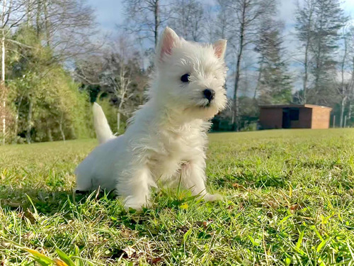 Cachorros Westie