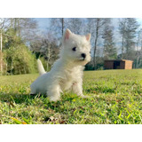 Cachorros Westie