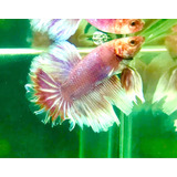 Betta Salamander Feather Tail L Importada - Macho