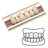 Dentes 3 Camadas Modelo Europeu - Avulsos Postiços, Superior