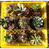 Suculentas Y Cactus Pack 5  Yita Little Garden 