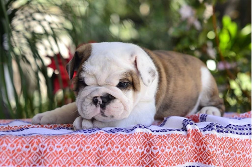 Cachorros Bulldog Ingles Opcional Pedigree Chip Tatuaje 