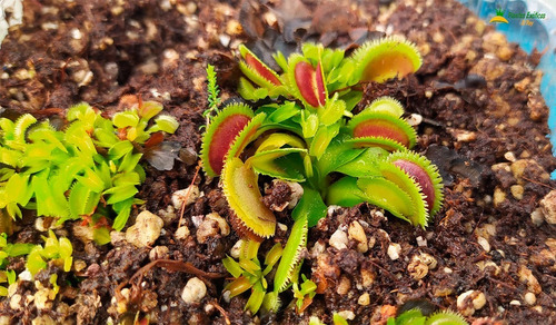 Planta Carnívora Cultivar  Dientes Tipo Sierra  'sawtooth' 