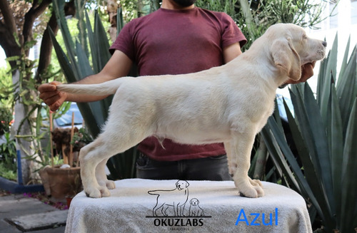 Cachorros Labrador Amarillos, Pedigree Internacional 