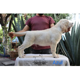 Cachorros Labrador Amarillos, Pedigree Internacional 