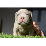 Cachorro American Bully, Macho