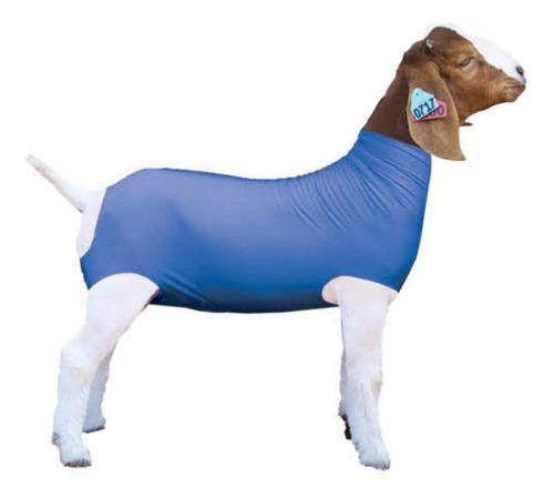 Show Pro Blue Spandex Goat Tube Para Show Goats - Show Lives