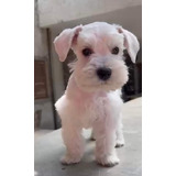 Cachorros Schnauzer Mini 