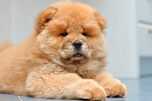 Chow Chow  Característica É Minha Lingua Disponivel