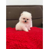 Lulu Da Pomerania Macho Ursinho