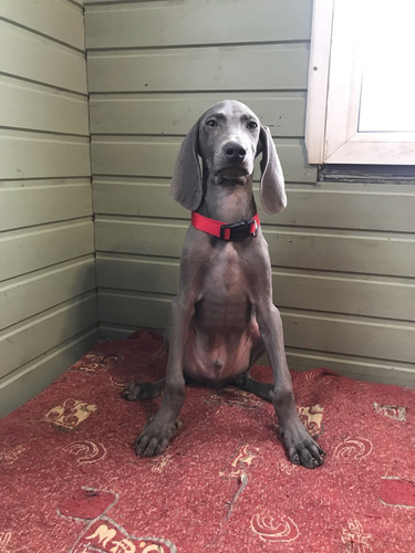 Increíblesaint Daniel Weimaraner De Alto Linaje