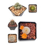 Plantas Suculentas Cactus Caja Con 15 Piezas Diferentes