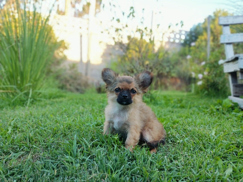 Hermoso Macho Chihuahua Cabeza De Manzana Pelo Largo Pequeño