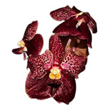 Orquidea Vanda Ascda Kultana Brown