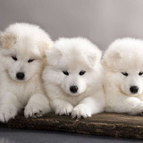 Samoyedos 