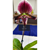 Planta Orquídea Sapatinho Adulta Phragmipedium Schroederae##