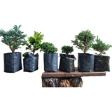 Lote De Arbolitos Para Bonsai Cedro Japónes Boulebard Blue S