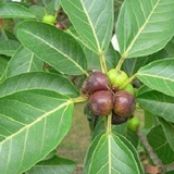 Higuerón Agarrapalo Ibapoy Ficus Luschnathiana Árbol Nativo