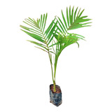 Palmeira Jussara - 1 Muda - Cultivo Sem Agrotóxico!