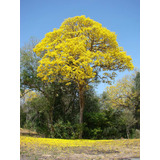 200 Semillas De Guayacán Amarillo - Oro Vegetal