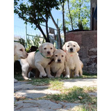 Cachorros Labrador Hembras Y Machos. Nacieron El 20 Febrero