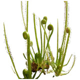 Drosera Filiformis Tamaño Mediano - Plantas Carnívoras