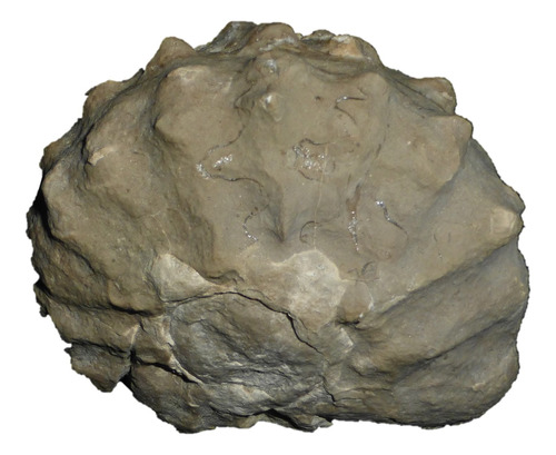 Mineral De Colección Amonites Fósil Mamites Nodosoides