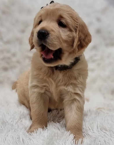 Filhote Golden Retriever (legítimos Canil Com Pedigree Chip)