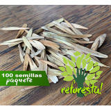 Semillas De Fresno Mexicano (fraxinus Uhdei) - 100 Pack 